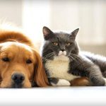 Антигельминтные препараты для собак и кошек: важность профилактики и лечения